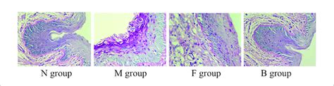 Representative Histological Micrographs Of Pas Staining Of Vaginal