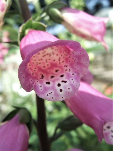 Digitalis 'Pink Panther' | Well Established Digitalis | Proctors Nursery