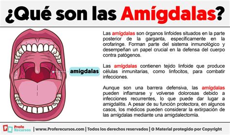 Como Se Escreve Amígdalas - Qué son las Amígdalas
