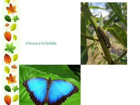 Book Creator Il Bruco E La Farfalla