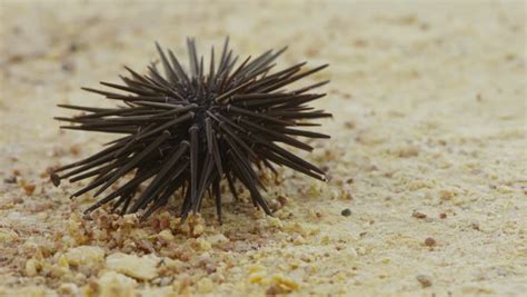 Slate Pencil Sea Urchin image - Free stock photo - Public Domain photo - CC0 Images