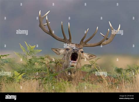 Red Deer Cervus Elaphus Stag Roaring Lying Among Ferns During