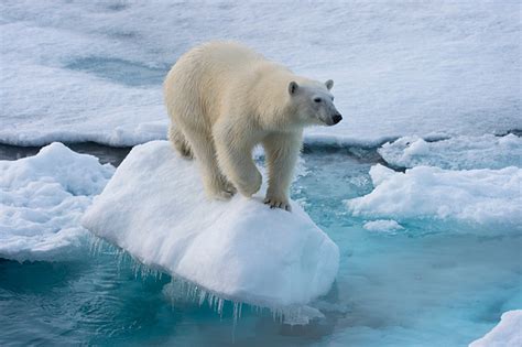 Polar Bears Warming to Climate Change