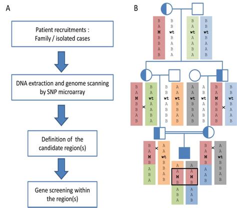 Linkage Analysis A Positional Cloning Procedure The Positional