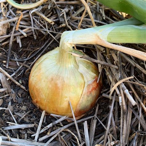 How To Grow Onions From Seed So Big You Can Brag About Them Shifting