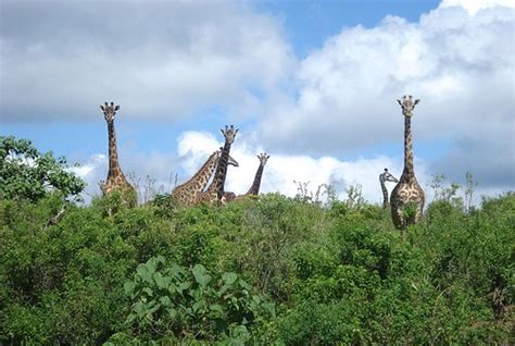 Kilimanjaro Wildlife - The Animals Of Mount Kilimanjaro