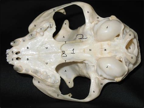 Cat Skull Ventral Diagram Quizlet