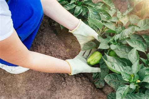 Pimientos Verdes Maduros En Un Arbusto En La Mano Cosecha Pimientos En