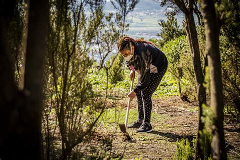 El Ayuntamiento De La Laguna Acometer Una Campa A De Reforestaci N En