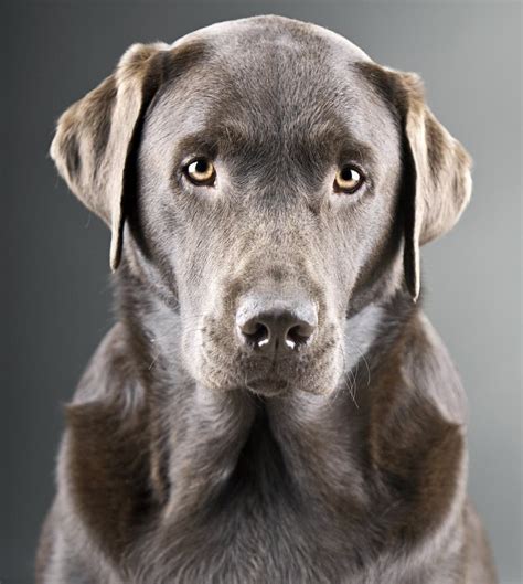 Handsome Chocolate Labrador Against Grey Backgroun Stock Photo Image