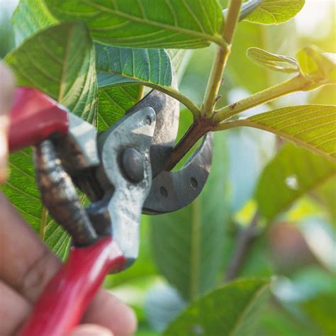 Tree Pruning Techniques Elite Tree Care