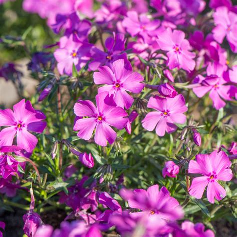 Szkółka Bylin Dobrepole Phlox Subulata Spring Purple Płomyk Szydlasty