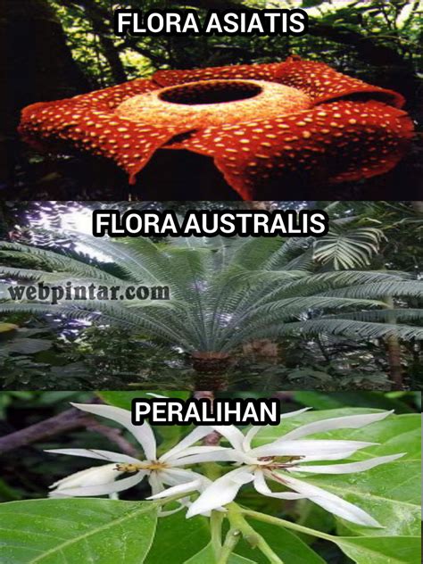 √ Persebaran Flora Dan Fauna Di Indonesia Webpintar