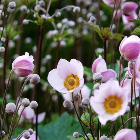 Зеленый уголок в ажурной тени | Любимые цветы