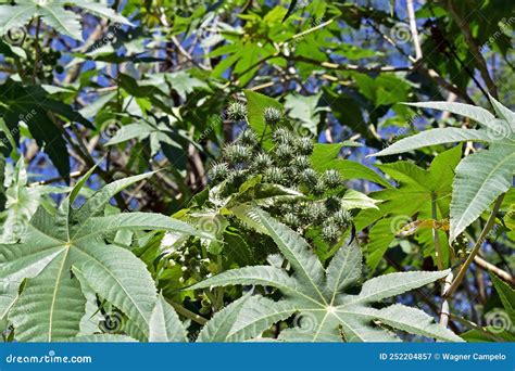 Castor Bean Fruits Ricinus Communis On Tree Rio Stock Image Image