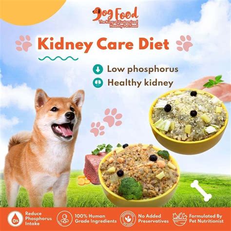 Kidney Care Dog Food (Renal Support) - Subscription Plan - DF Dog Food ...