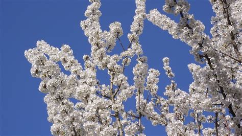 Flores De Cerejeira Flor Foto Gratuita No Pixabay Pixabay