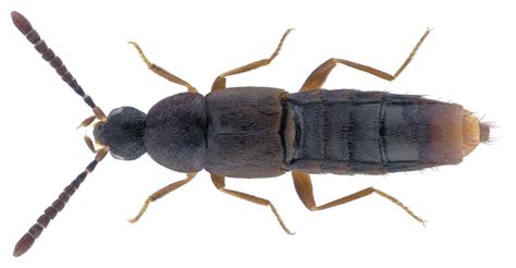 Oxypoda elongatula Aubé 1850 Family Staphylinidae Size Flickr