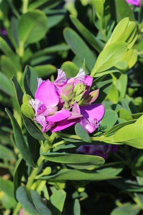 Polygala myrtifolia 'Grandiflora' - Devil Mountain Wholesale Nursery
