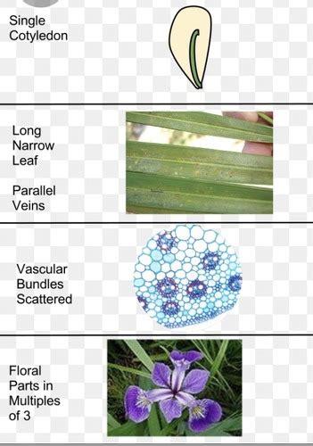 Bio Lab Final Study Set Flashcards Quizlet