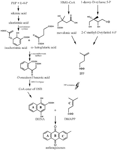 Biosynthesis of anthraquinones. PEP-Phosphoenolpyruvate;... | Download Scientific Diagram