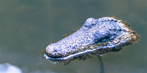 Canal Crocodile Manchester February Neil Goodman Flickr