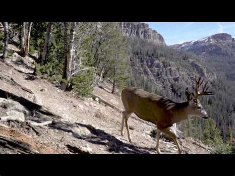 Youtube "Yellowstone Elk" - Yellowstone Videos