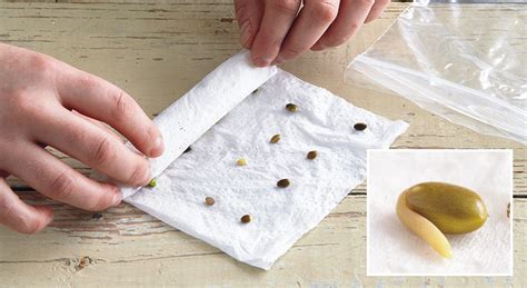 How To Germinate Seeds In A Paper Towel