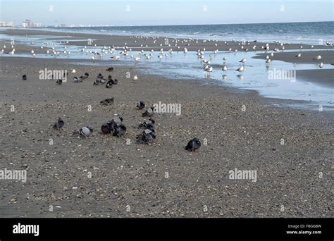 Myrtle Beach South Carolina USA Stock Photo - Alamy