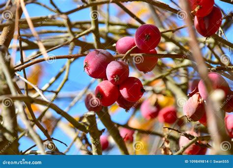 Crabapple Fruit on the Tree Stock Photo - Image of apples, autumn: 109849814