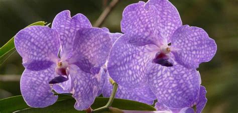 Vanda Orchid Care Guide How To Grow Singapore Orchid