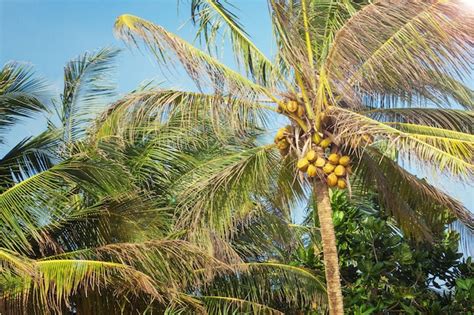 Premium Photo Beautiful Tropical Coconut Palm Tree On A Sky