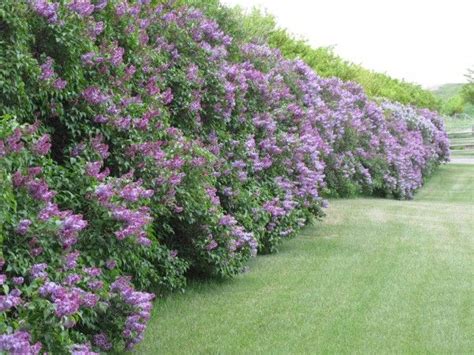 Amazing Living Fence Ideas For Your Yard Page Of Bees And