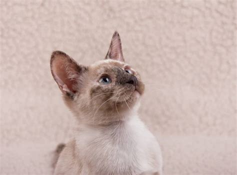 Tortie Point Siamese Info Pictures Facts History Pangovet