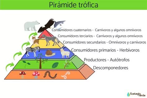 Quais São Os Consumidores - CONSUMIDORES DO QUATERNÁRIO: o que são e exemplos - Resumo com esboço