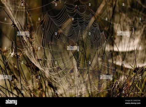 Orb Web Spider Stock Photo - Alamy