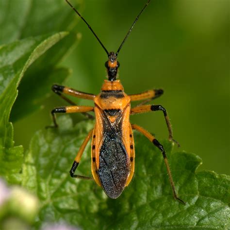 MANSAM DARKROOM: Milkweed Assassin Bug