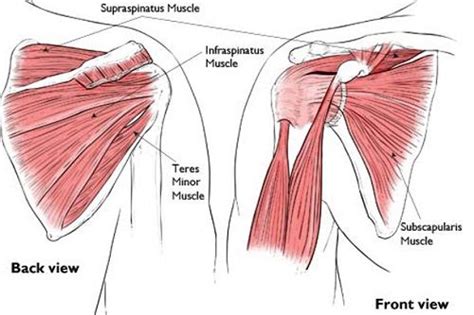 Muscle Diagram Shoulder Blade - Blogger Lagi