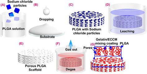 Fabrication Process Of The Proposed Porous PLGA Gelatin Composite