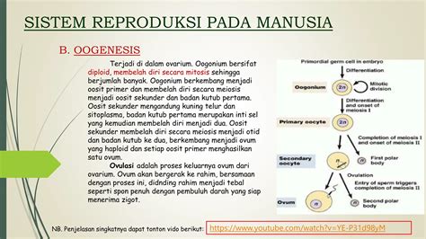 Bab 1 Sistem Reproduksi Manusia 1pptx