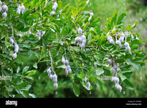 Sophora Secundiflora Seeds