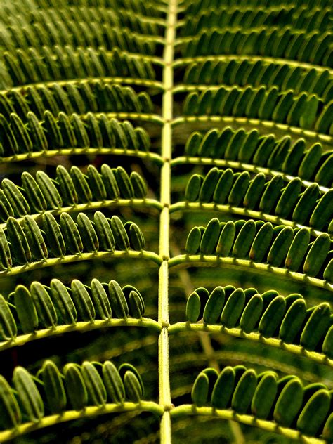 Free Images Grass Leaf Flower Line Green Jungle Botany Fern