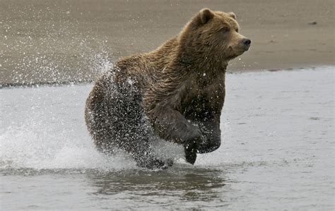 Alaska | Running Bear