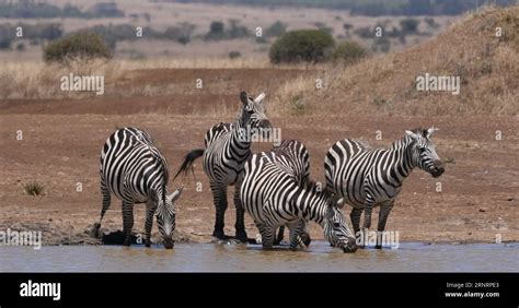 Grant S Zebra Equus Burchelli Boehmi Herd Standing At The Water Hole