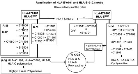 Ramifications Of The Hla I Allelic Reactivity Of Anti Hla E0101 And