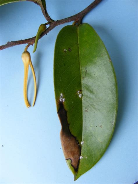 Flora Of Mozambique Species Information Individual Images Xylopia