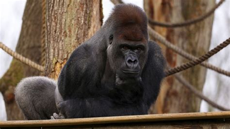 London Zoo calls gorilla escape 'minor'; others see risks | CTV News