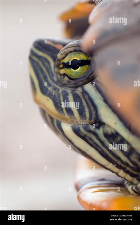 Red Eared Slider Trachemys Scripta Elegans Turtle Head Texas Stock