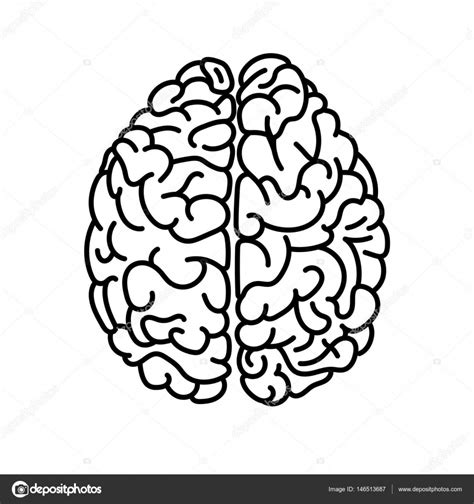 Flat Style Human Brain Top View Doodle Illustration Stock Vector