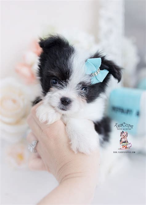 pomchi-puppy-for-sale-390 | Teacup Puppies & Boutique